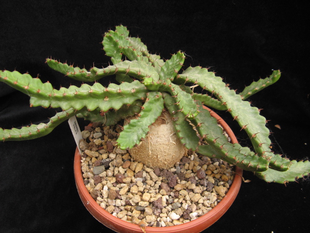 Euphorbia stellata 