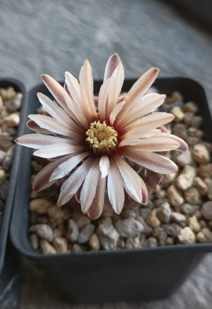 Gymnocalycium stellatum 