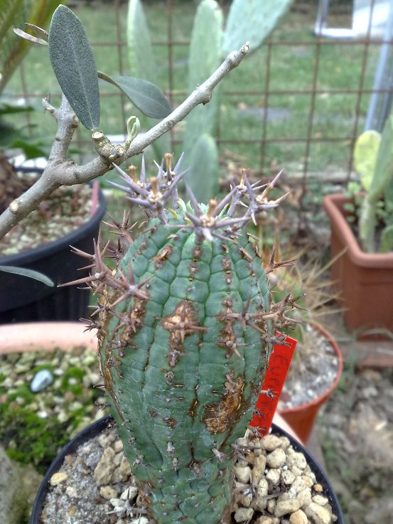 Euphorbia stellispina 
