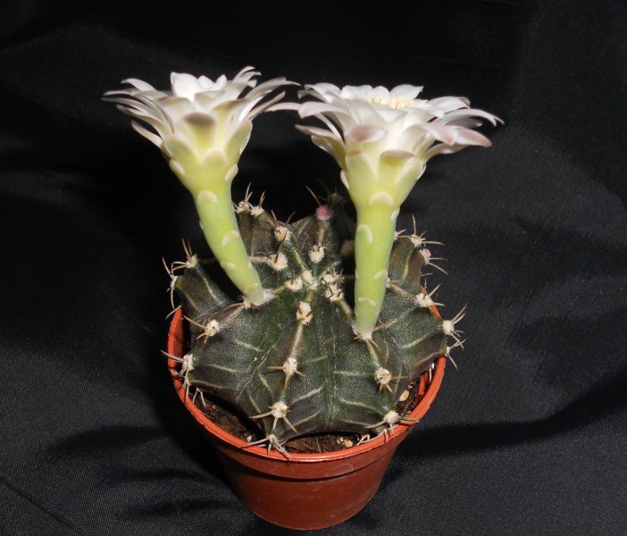 Gymnocalycium stenopleurum 