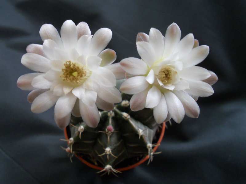 Gymnocalycium stenopleurum 