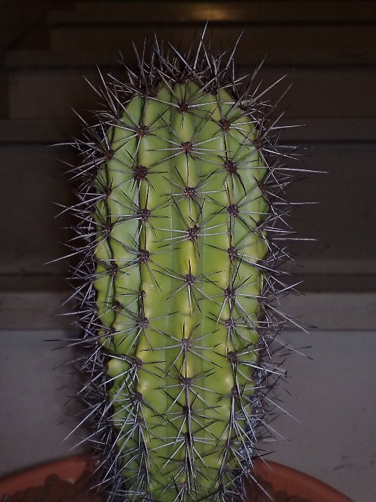 Stenocereus thurberi 