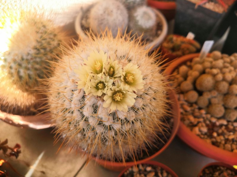 Stenocactus albatus 