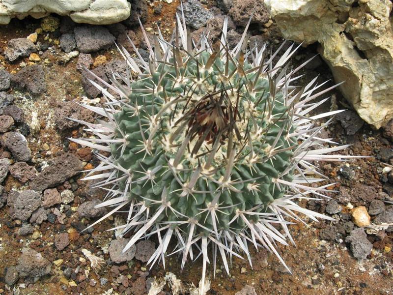 Stenocactus sp. 