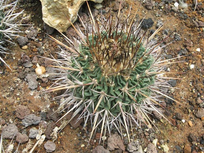 Stenocactus sp. 