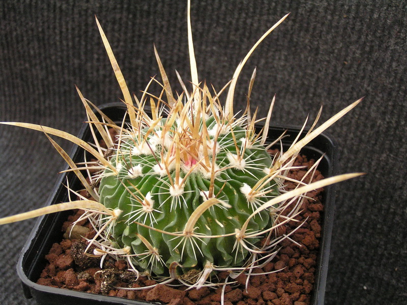 stenocactus grandicornis