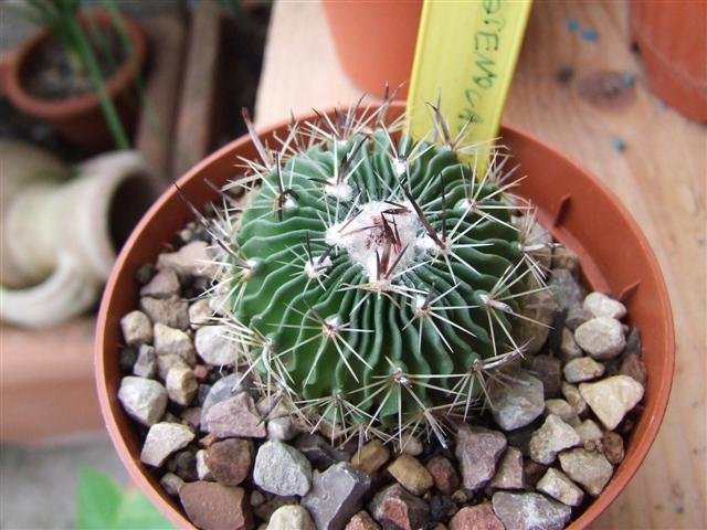 Stenocactus n°2  