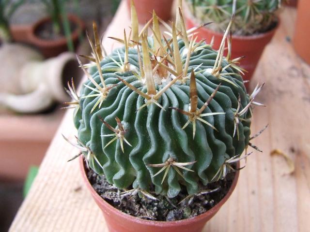 Stenocactus n°4  