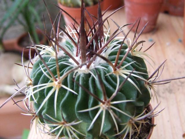 Stenocactus n°5  