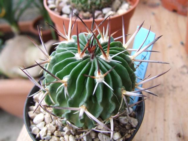 Stenocactus n°3  