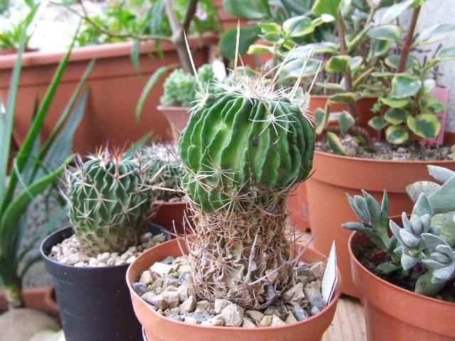 Stenocactus n°1  
