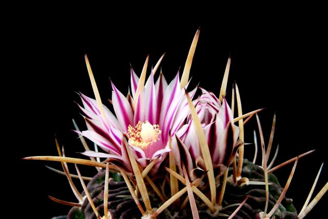 Stenocactus pentacanthus 