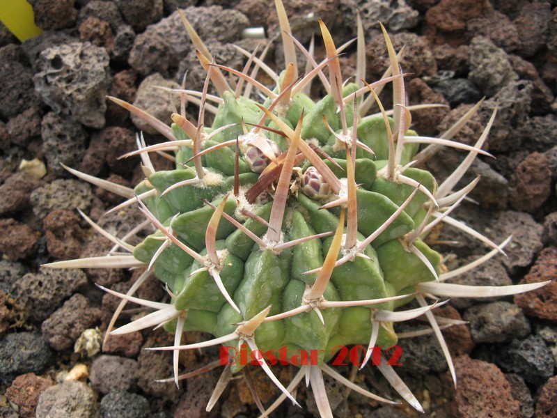 Stenocactus coptonogonus 