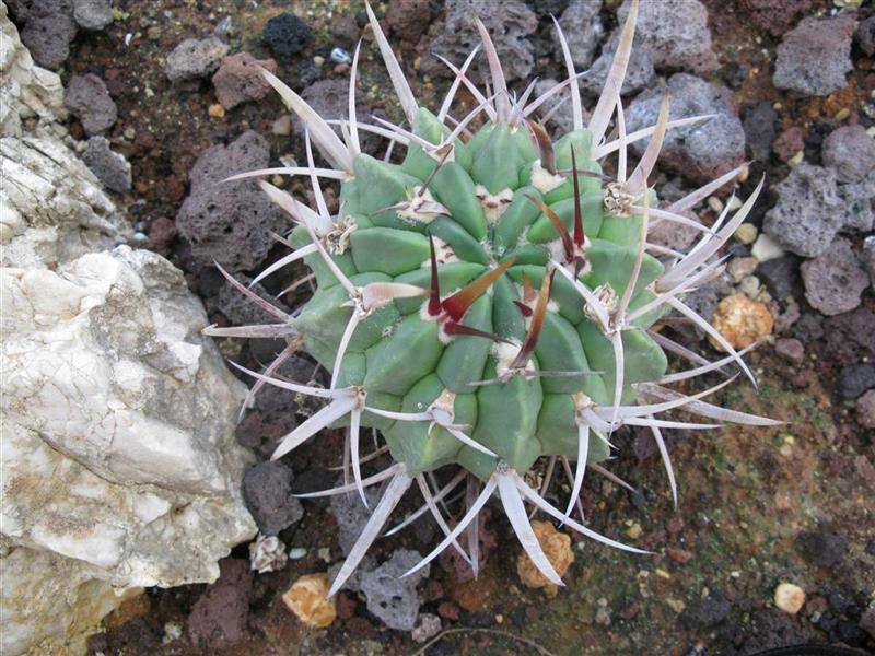 Stenocactus coptonogonus 