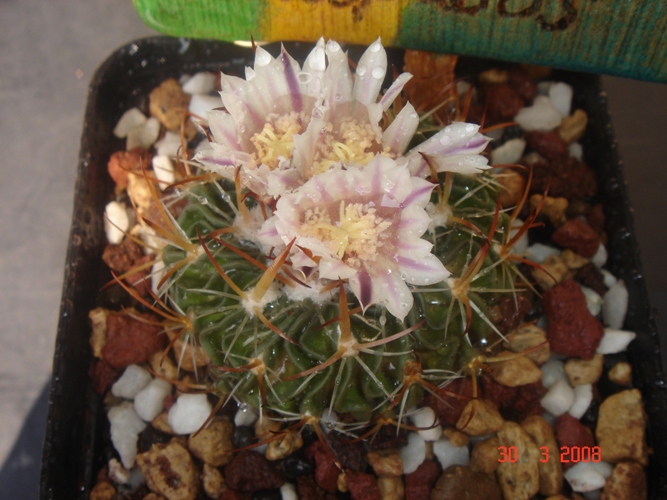 Stenocactus crispatus 