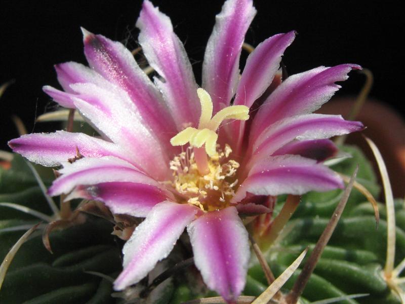 Stenocactus crispatus 