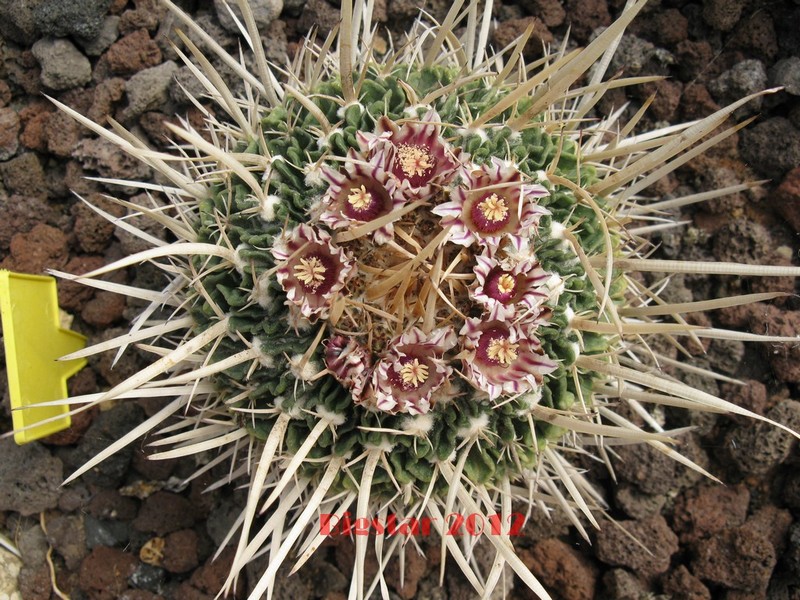 Stenocactus crispatus 