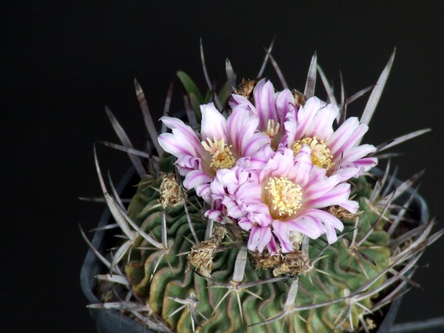 Stenocactus crispatus 