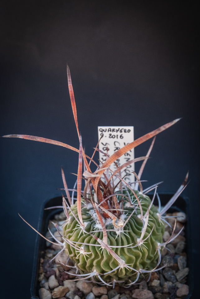 Stenocactus crispatus SB 437