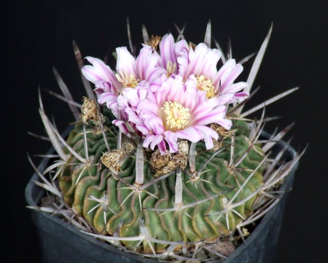 Stenocactus crispatus 