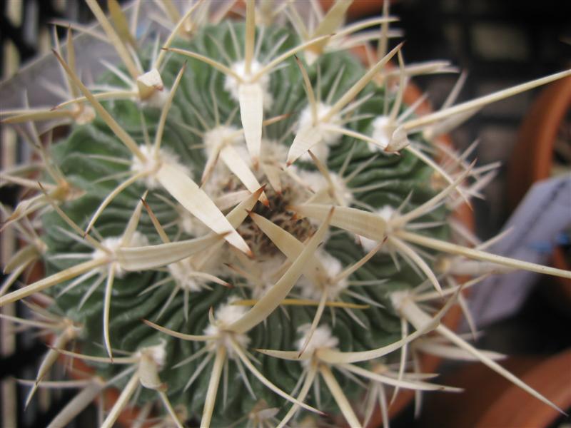 Stenocactus crispatus 