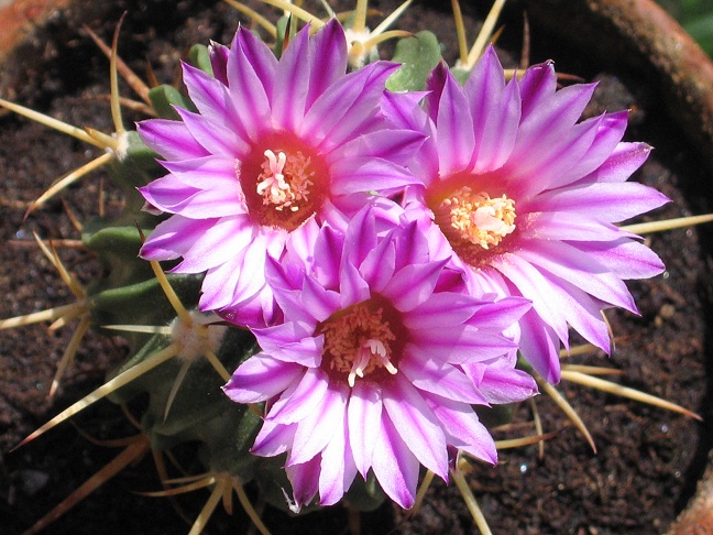 Stenocactus crispatus f. lamellosus 