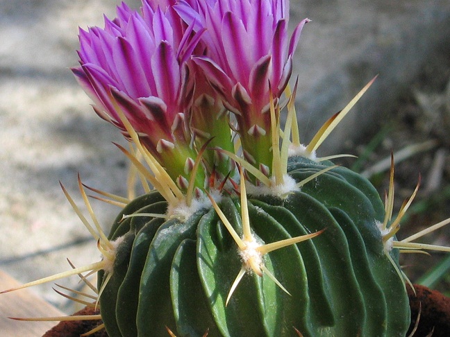 Stenocactus crispatus f. lamellosus 