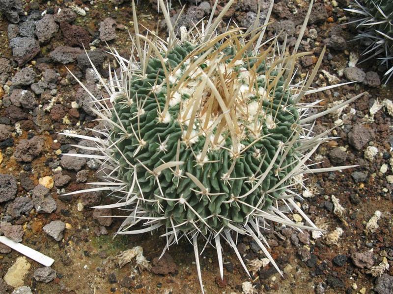 Stenocactus crispatus 