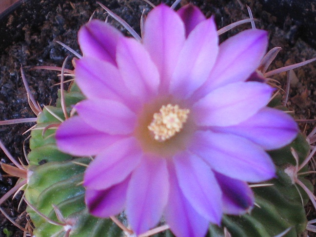 stenocactus crispatus f. violaciflorus