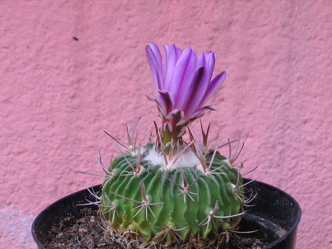 Stenocactus crispatus f. violaciflorus 