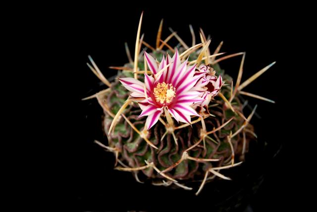 Stenocactus pentacanthus 