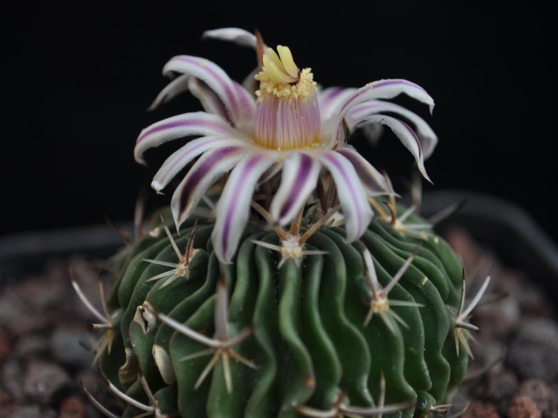 Stenocactus dichroacanthus 