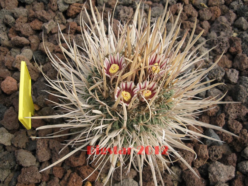 Stenocactus erectocentrus 