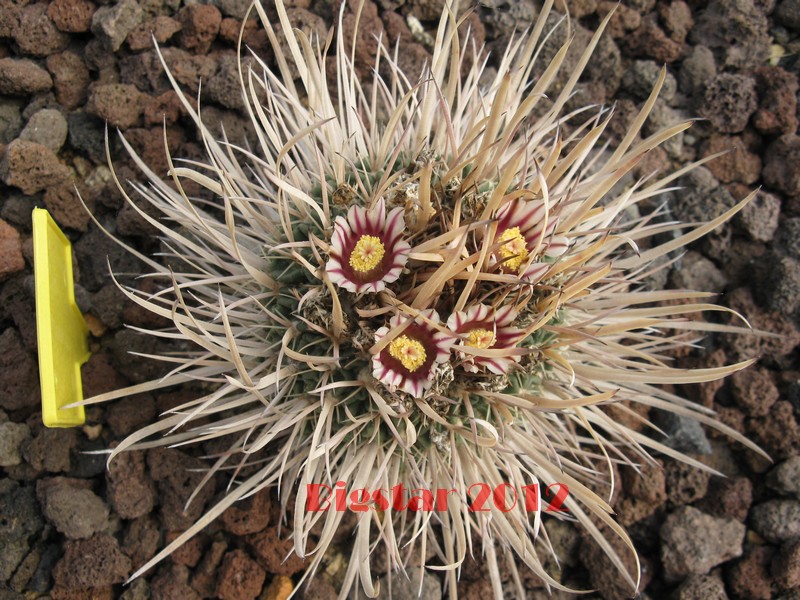 Stenocactus erectocentrus 