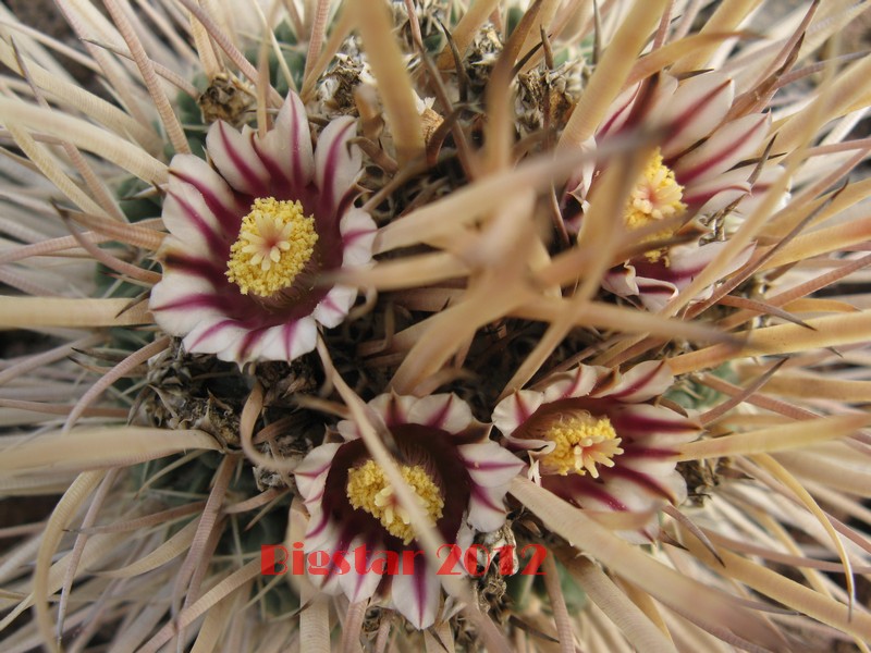 Stenocactus erectocentrus 