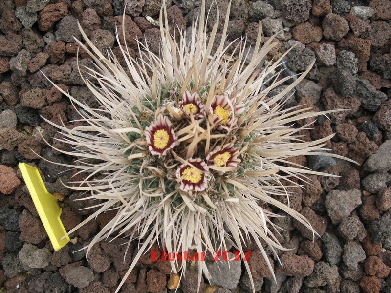 stenocactus erectocentrus