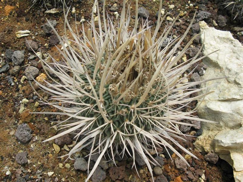 Echinofossulocactus erectocentrus 