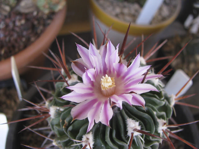 stenocactus hastatus