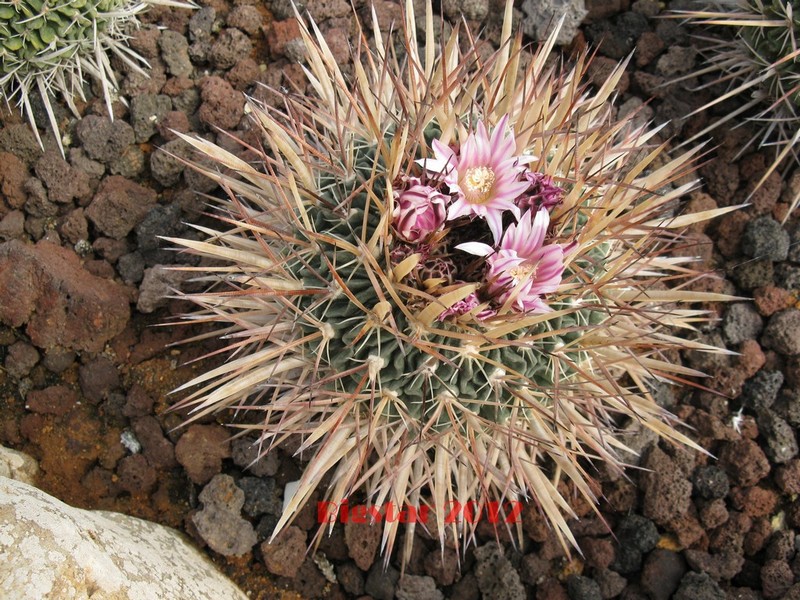 Stenocactus lamellosus 