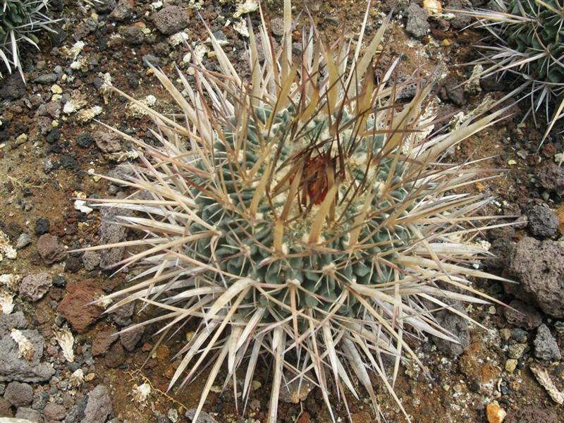 Stenocactus lamellosus 