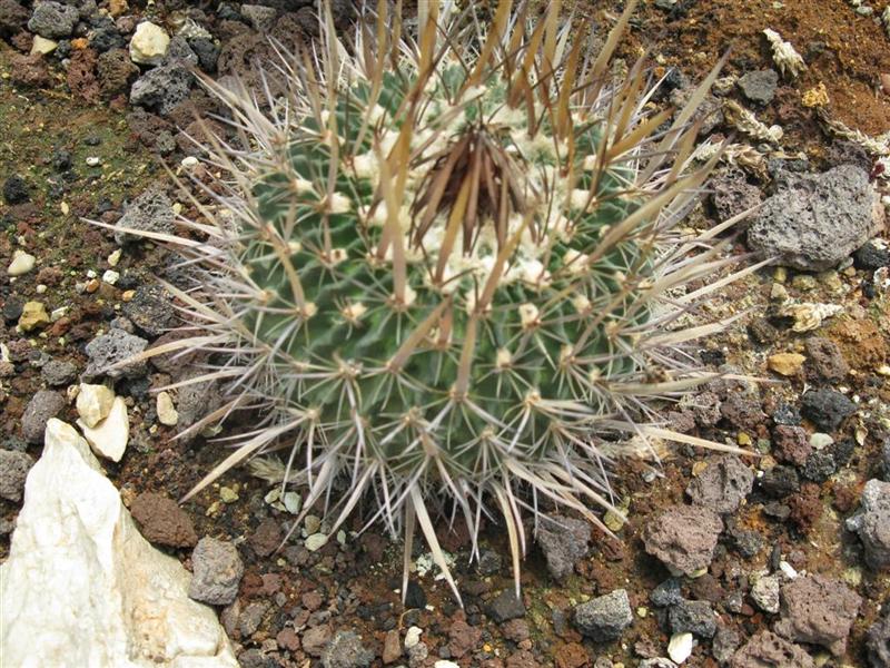 stenocactus sp.