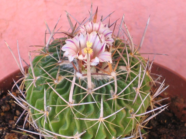 Stenocactus obvallatus 