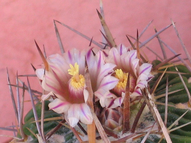 Stenocactus obvallatus 