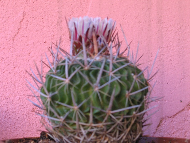 Stenocactus obvallatus 