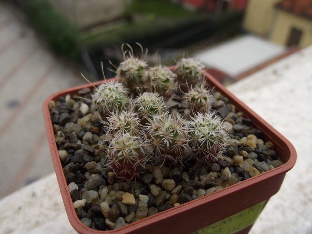 Stenocactus phyllacanthus 