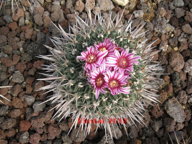 Stenocactus  