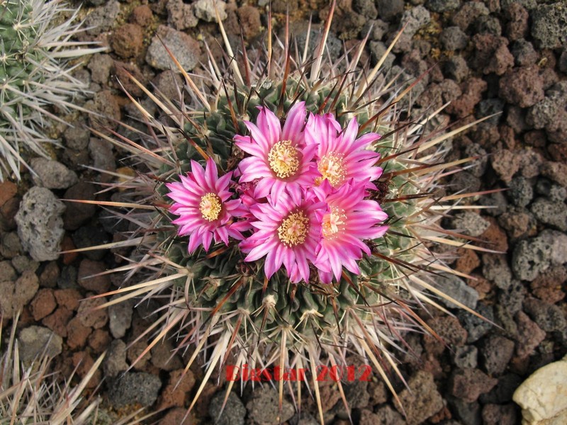 Stenocactus  