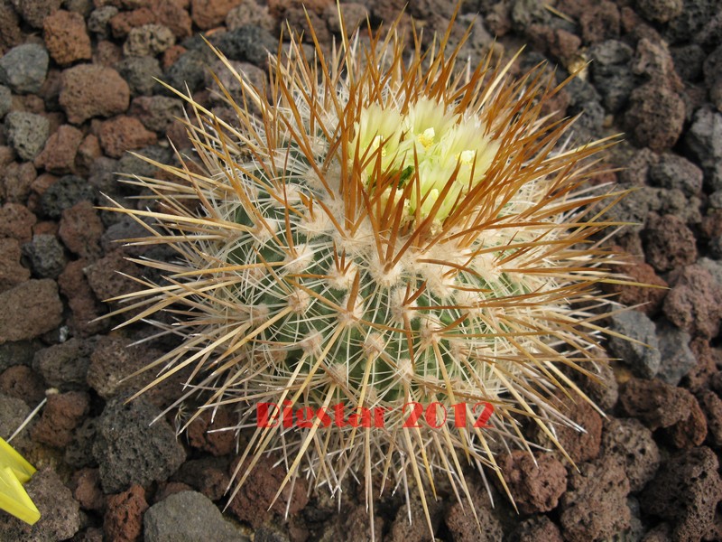 Stenocactus sulphureus 