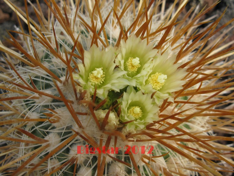 Stenocactus sulphureus 