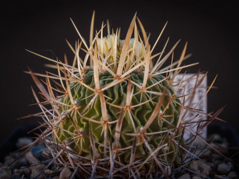 Stenocactus sulphureus 